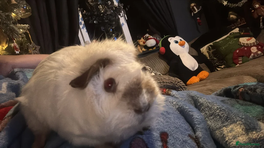 Guinea Pig rodents for sale: Beautiful babies BORN/ready 2 reserve  - Advert 10