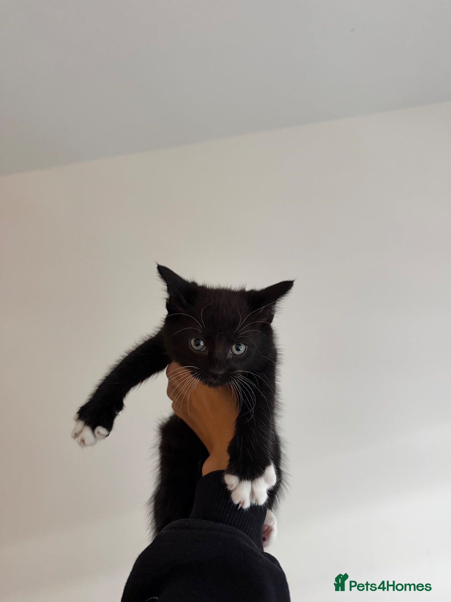 Mixed Breed cats Gorgeous Black & White Kittens - Two boys left - Advert 10
