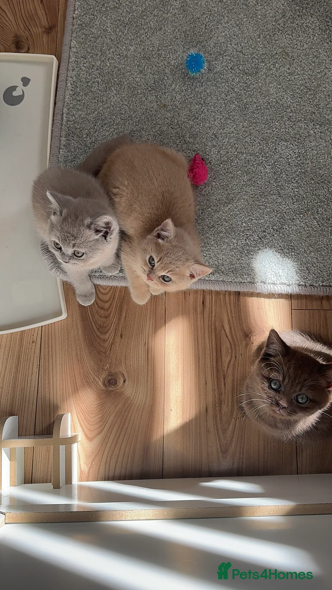 British Shorthair cats for stud: Lilac BSH Stud – GCCF & TICA Active Registered in Preston - Advert 12