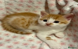 Scottish Fold cats for sale: Scottish fold mix with tabby .  - Image 10