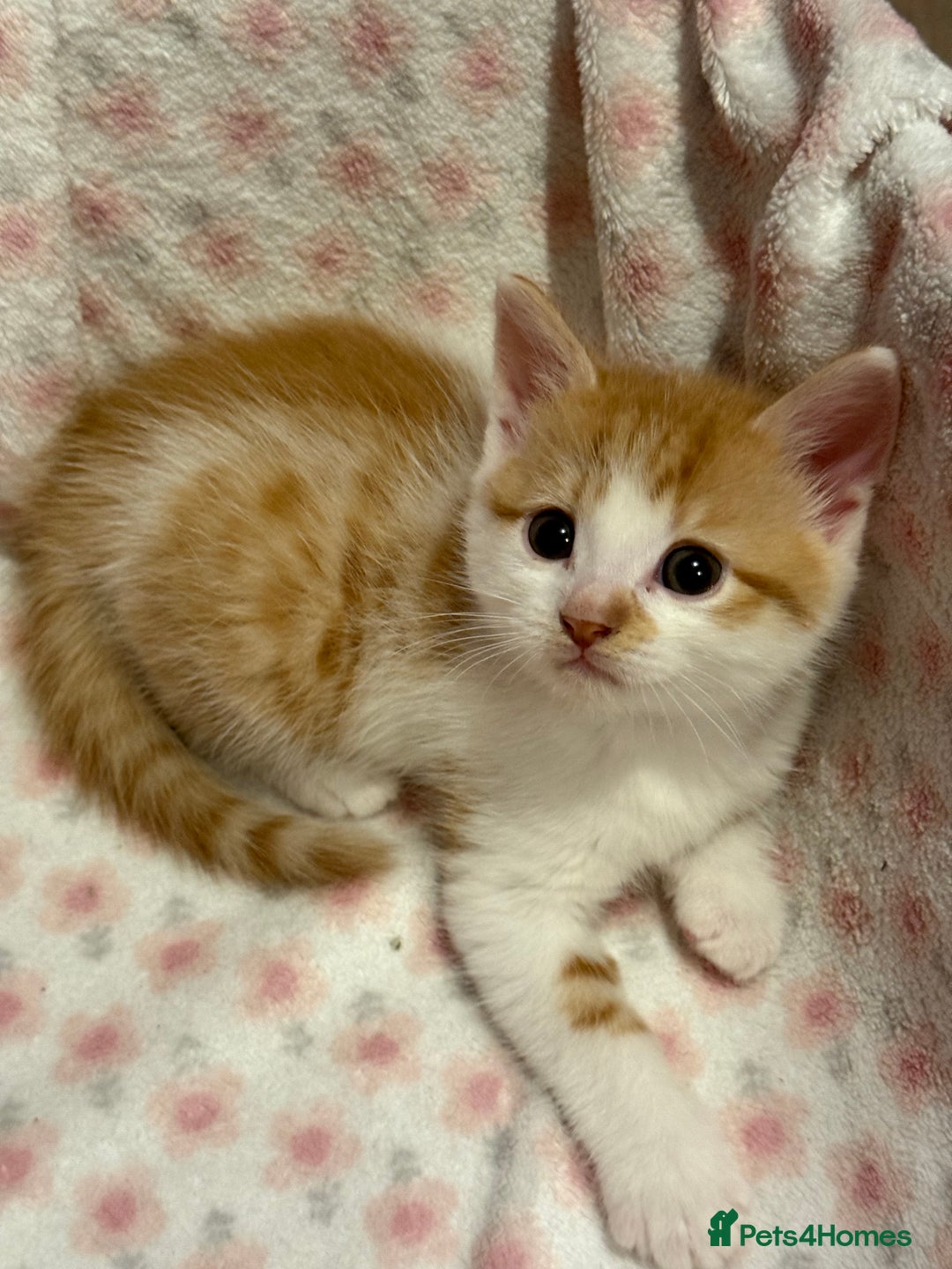 Scottish Fold cats for sale: Scottish fold mix with tabby .  - Image 10
