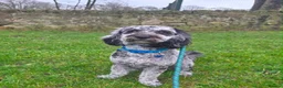 Cockapoo dogs for sale: Beautiful f2 cockapoo pups  in Peterlee - Advert 10