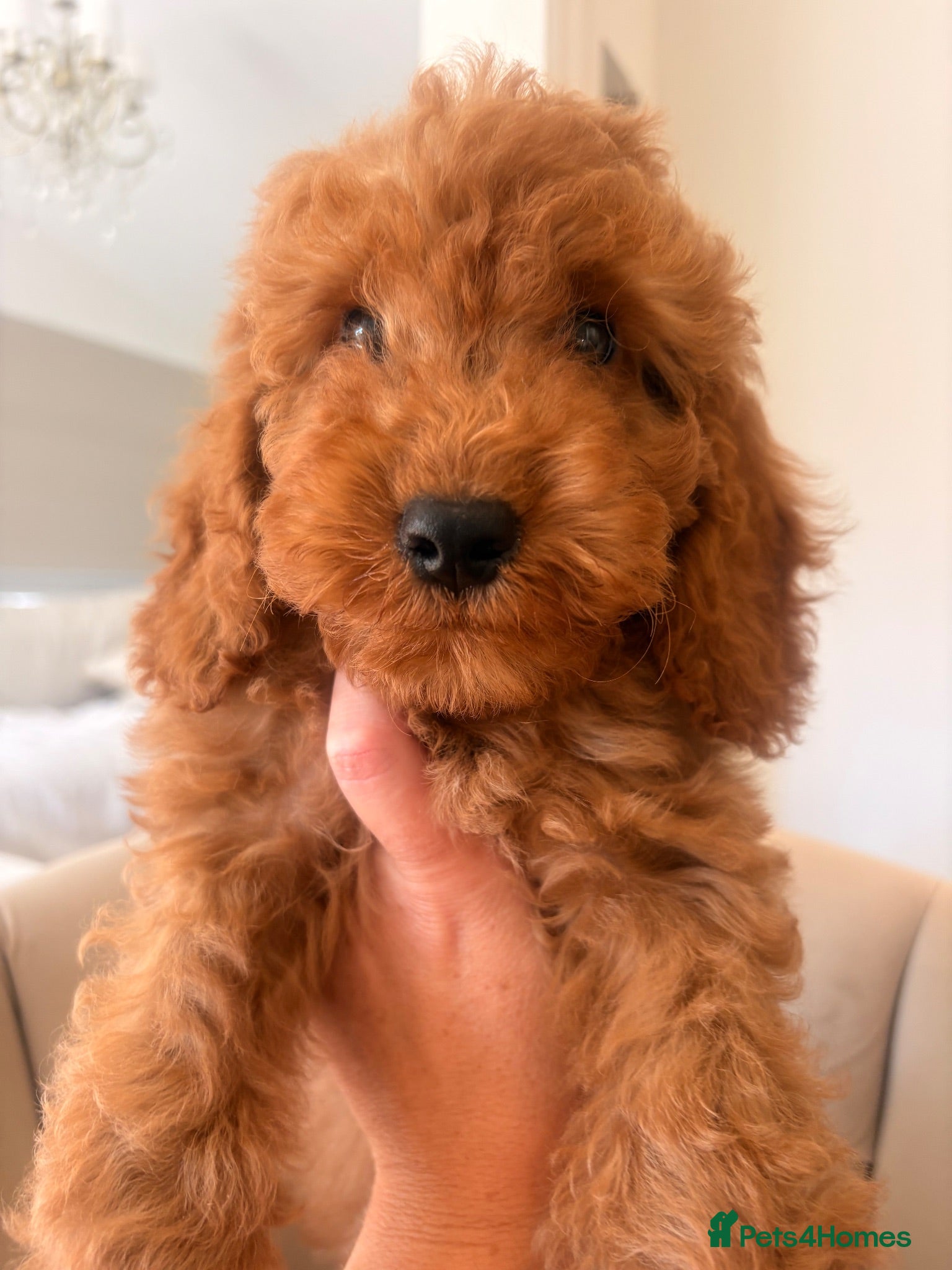 Cockapoo dogs LICENSED BREEDER QUALITY COCKAPOO PUPPIES  - Advert 2