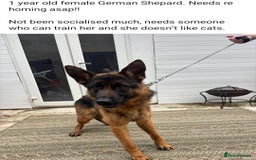 German Shepherd dogs for sale: 1 year old girl - Image 1