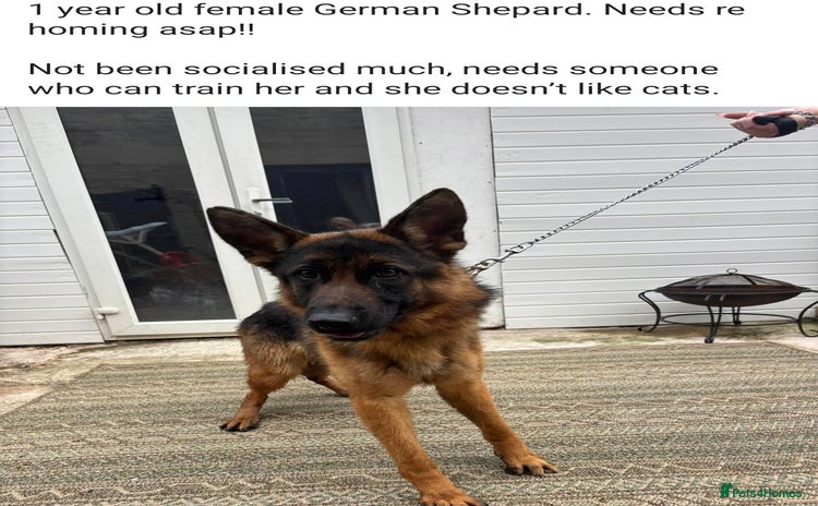 German Shepherd dogs - Advert 1