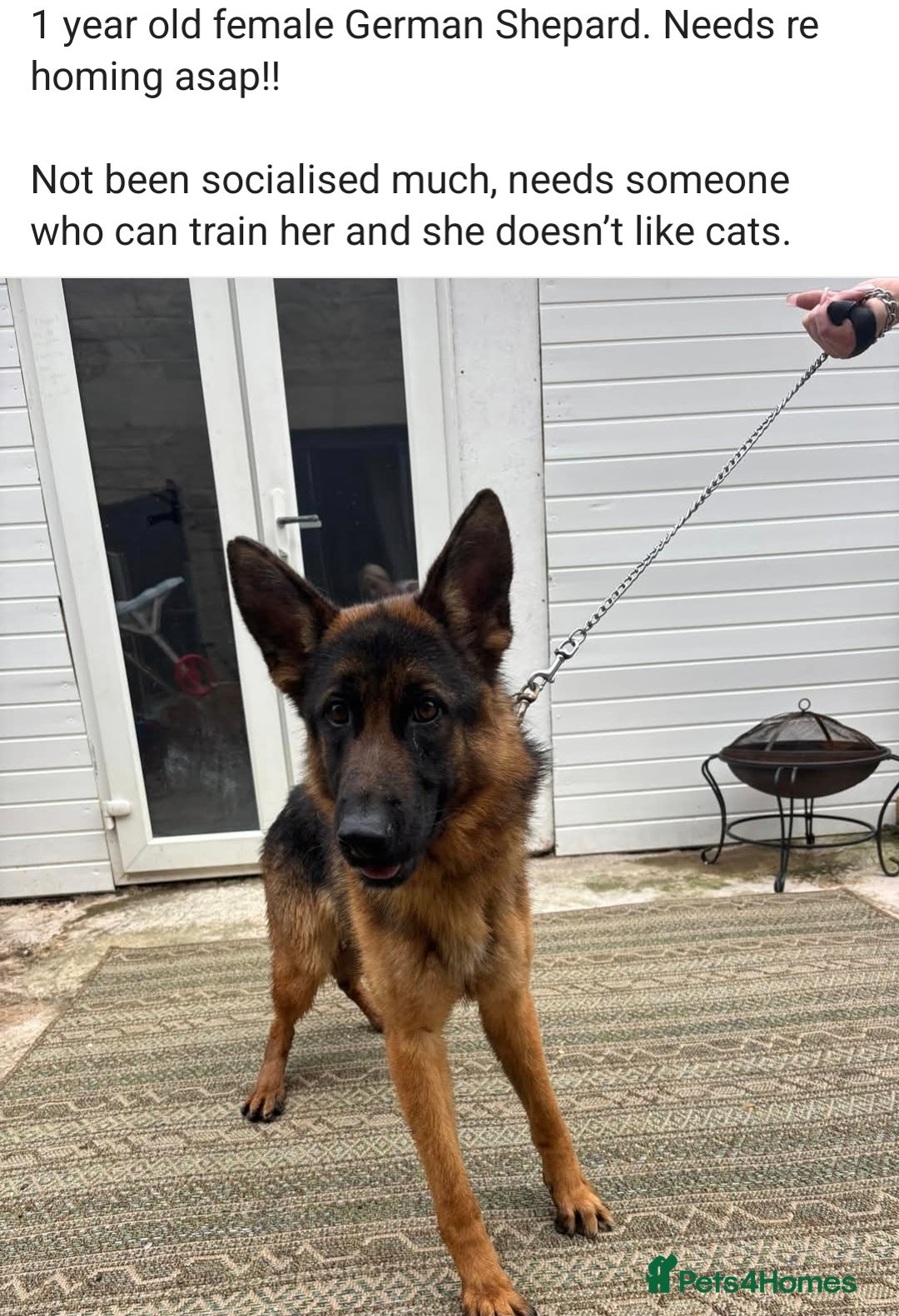 German Shepherd dogs for sale: 1 year old girl - Image 1
