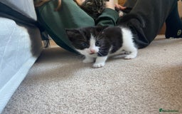 British Shorthair cats for sale: 2 beautiful kittens  - Image 6