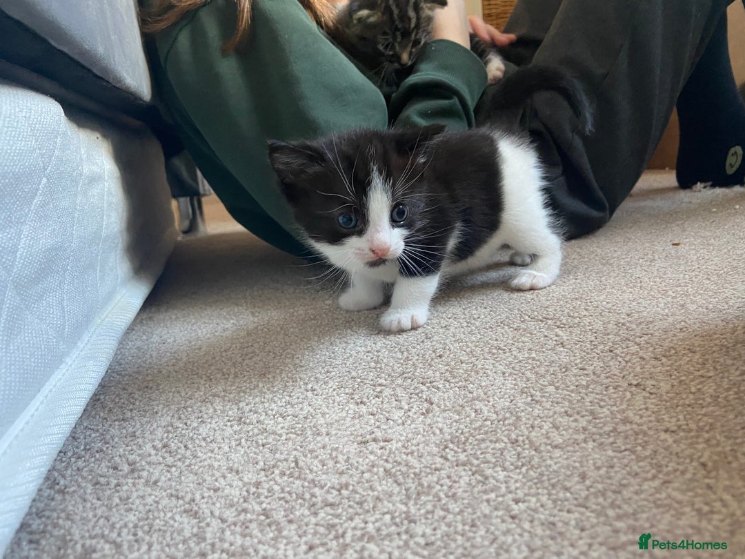 British Shorthair cats for sale: 2 beautiful kittens  - Image 6