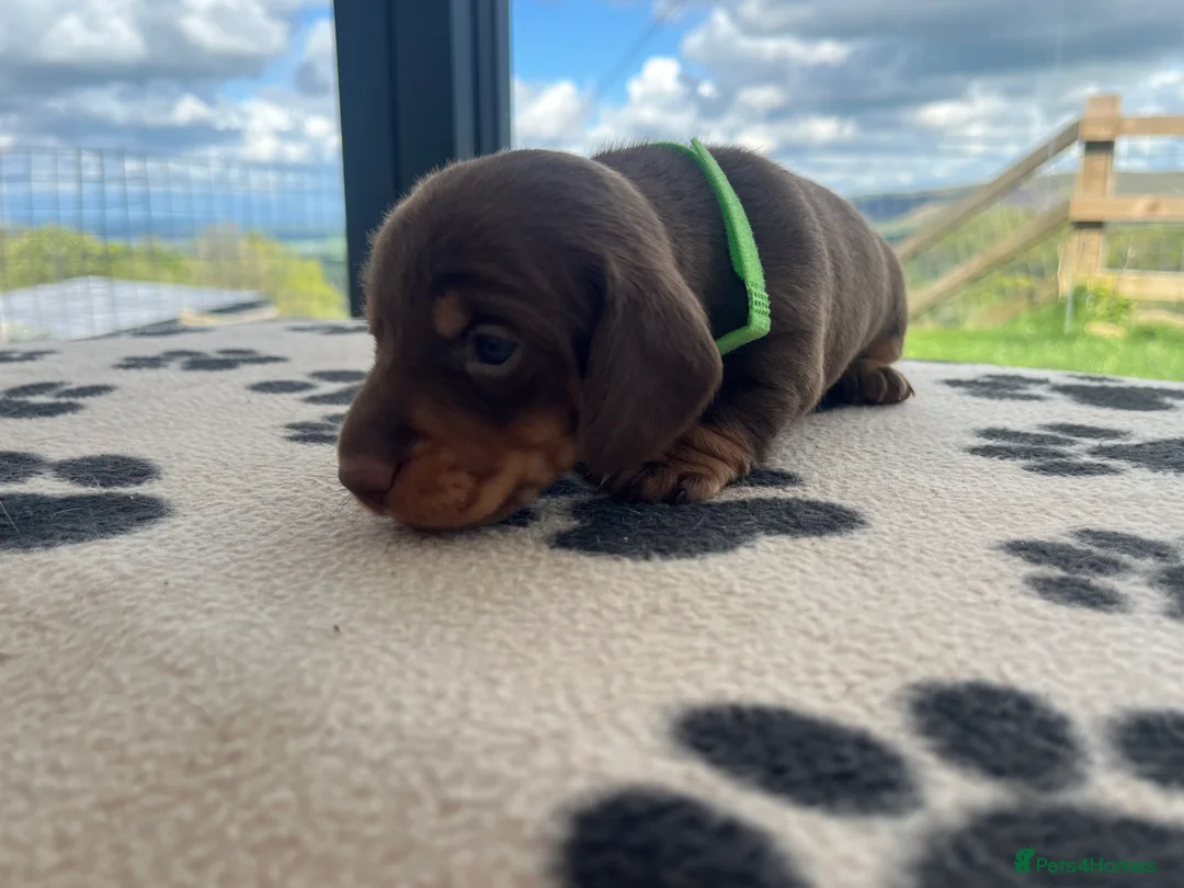 Miniature Dachshund dogs for sale: 🐶 beautiful mini Dachshunds 🐶  in Shrewsbury - Advert 2