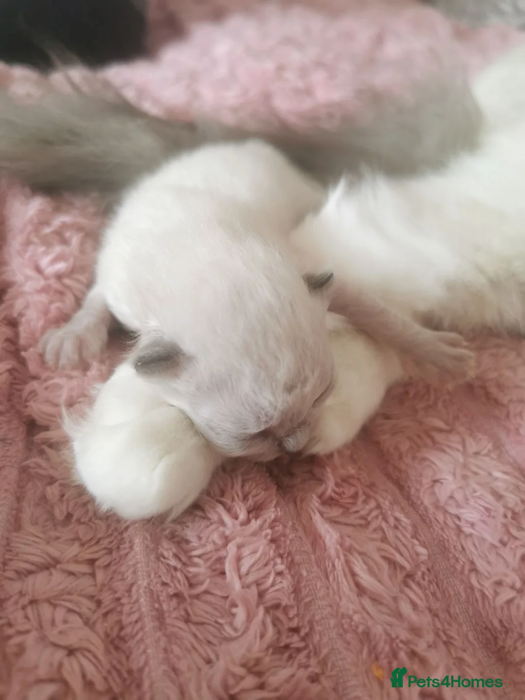 Mixed Breed cats for sale: Persian x ragdoll kittens for sale  in Bootle - Advert 17