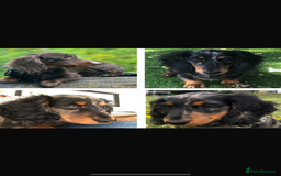 Miniature Dachshund dogs for sale: Pedigree Miniature Dachshund - Image 9