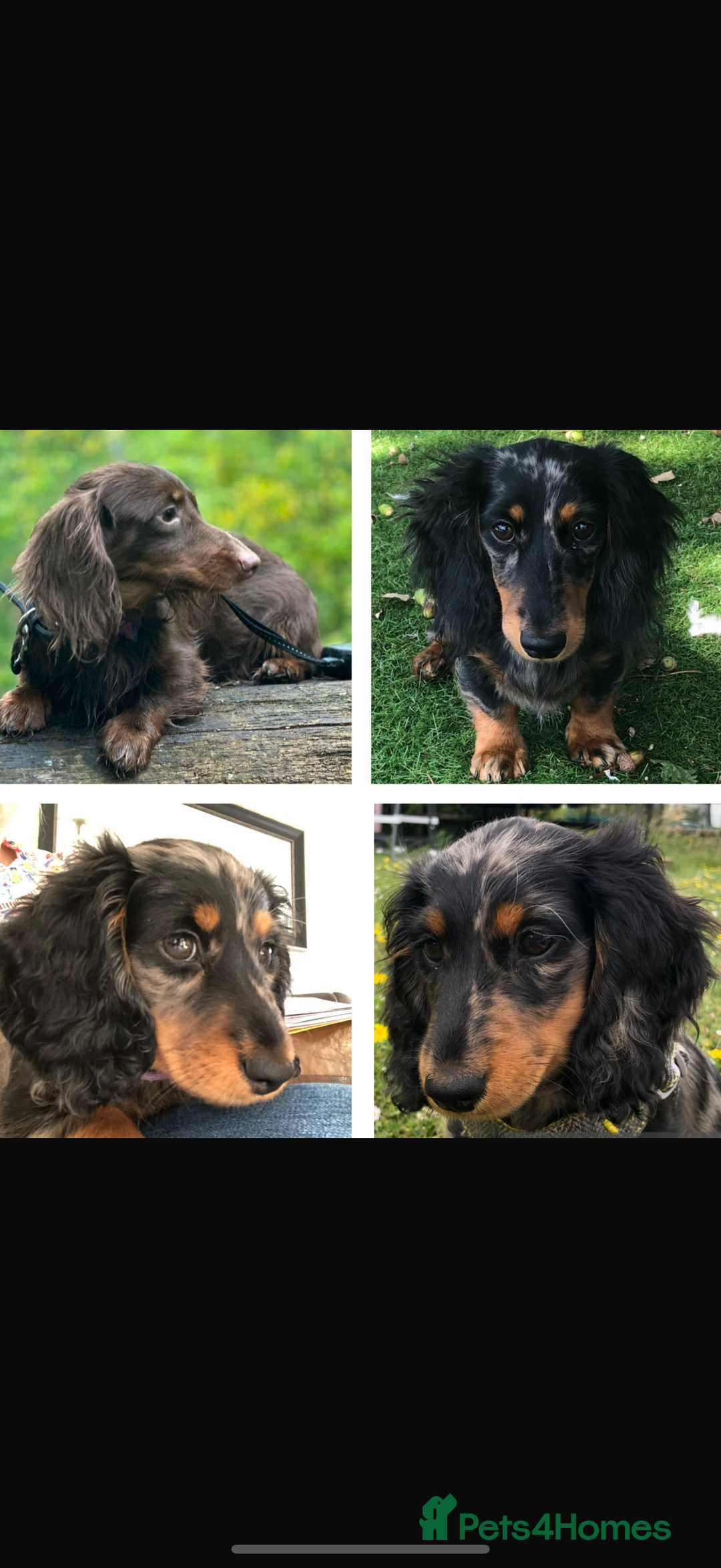 Miniature Dachshund dogs for sale: Pedigree Miniature Dachshund - Image 9