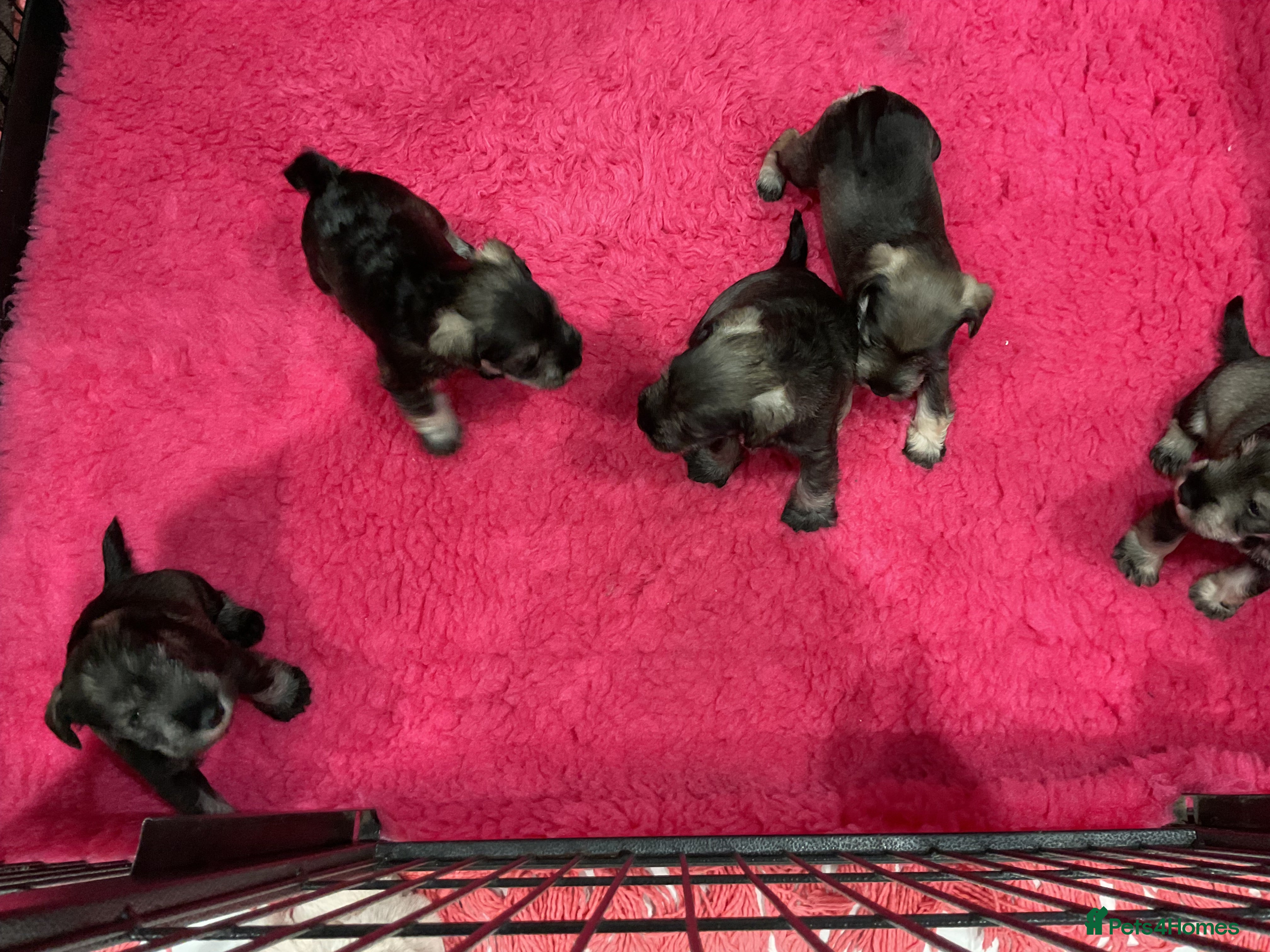 Miniature Schnauzer dogs P/S MINIATURE SCHNAUZERS - Advert 1