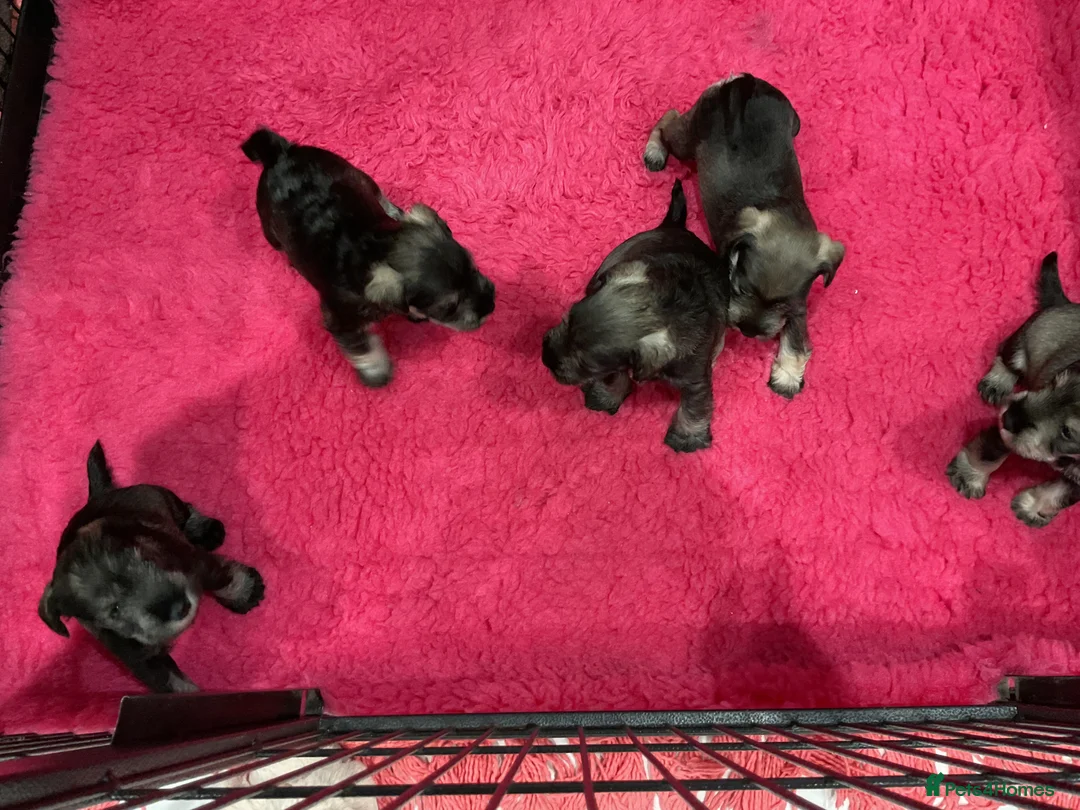 Miniature Schnauzer dogs for sale: P/S MINIATURE SCHNAUZERS - Advert 1