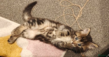 Mixed Breed cats - Advert 2