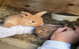 Netherland Dwarf rabbits for sale: Six beautiful little rabbits - Image 2