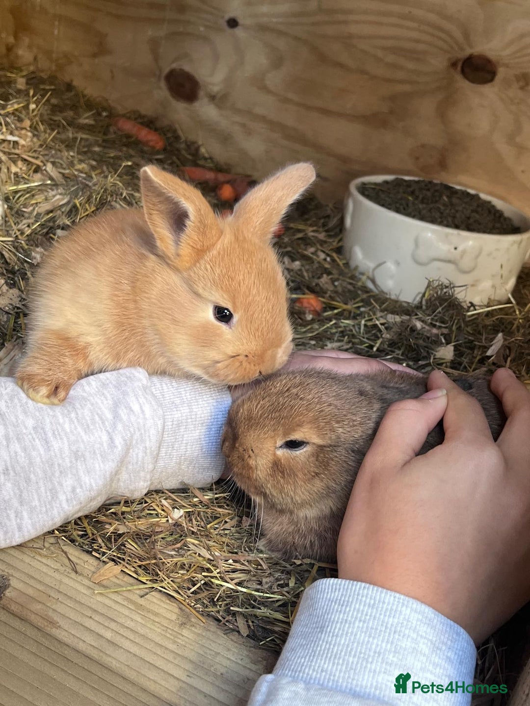 Netherland Dwarf rabbits for sale: Six beautiful little rabbits - Image 2