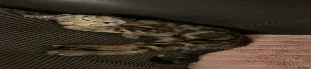 Mixed Breed Kitten 2