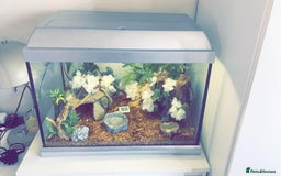 Corn Snake reptiles for sale: Adult Male Corn Snake + Full Setup for Sale - Image 3