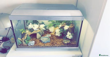 Corn Snake reptiles - Advert 11