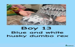 Rat rodents for sale: Beautiful baby rats looking for forever homes! - Advert 28