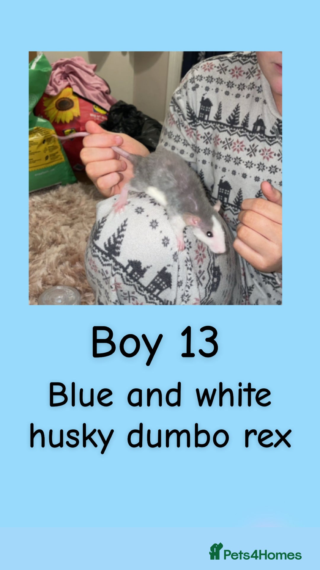 Rat rodents for sale: Beautiful baby rats looking for forever homes! - Advert 28