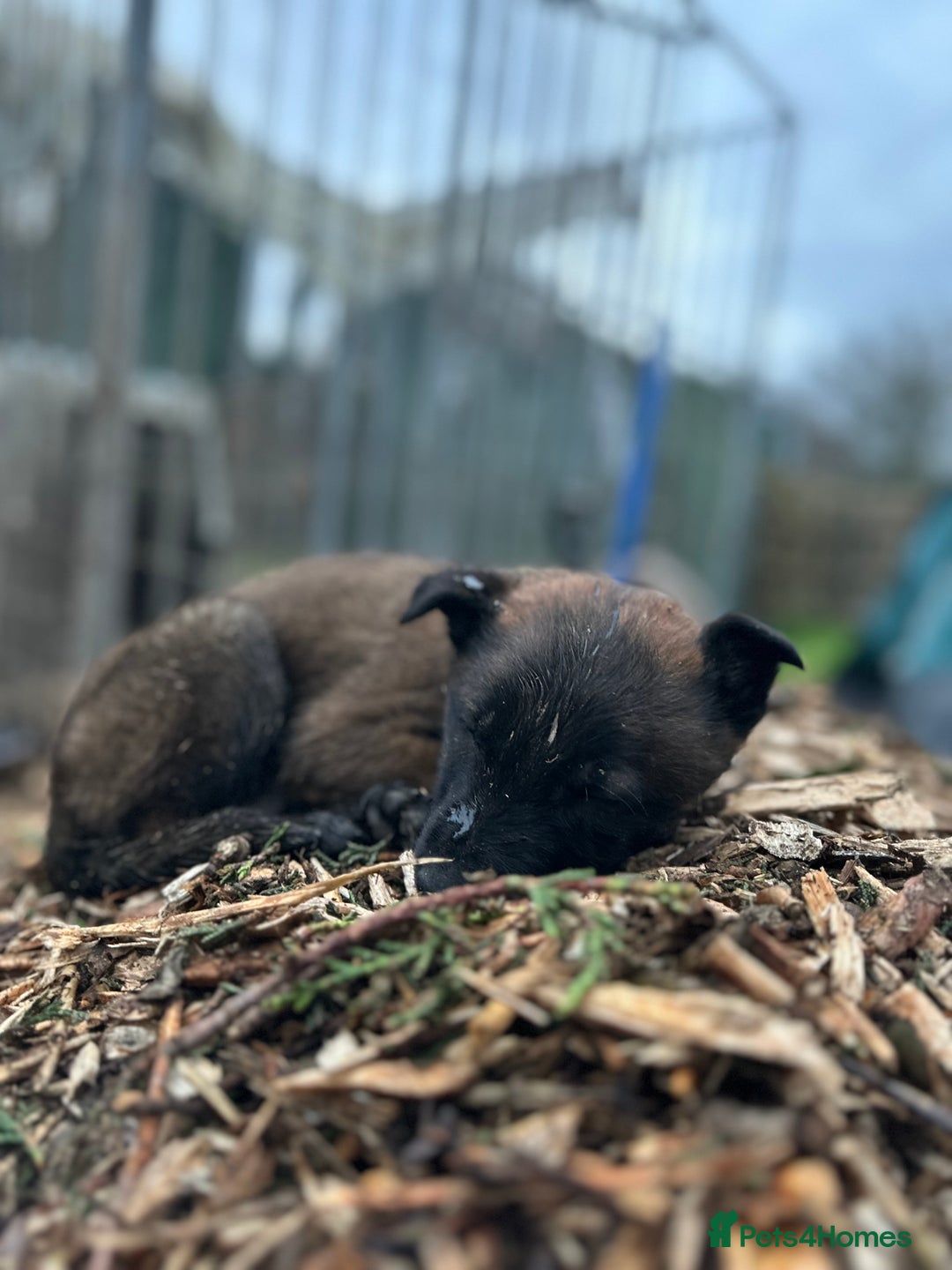 Mixed Breed dogs for sale: Dutch Herder Puppies  - Advert 40