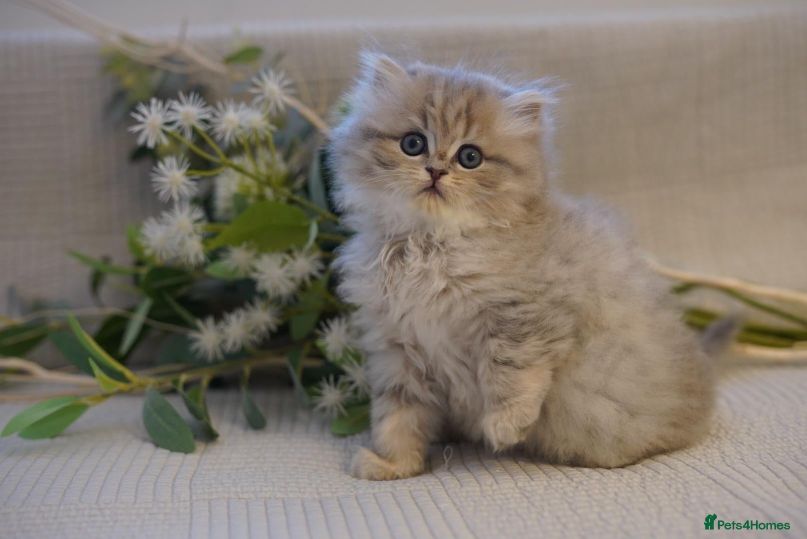 British Longhair cats for sale: TICA Exceptional Pedigree Golden British Kittens - Advert 2