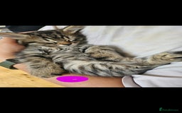 Bengal cats for sale: Elven Bengals - Image 15