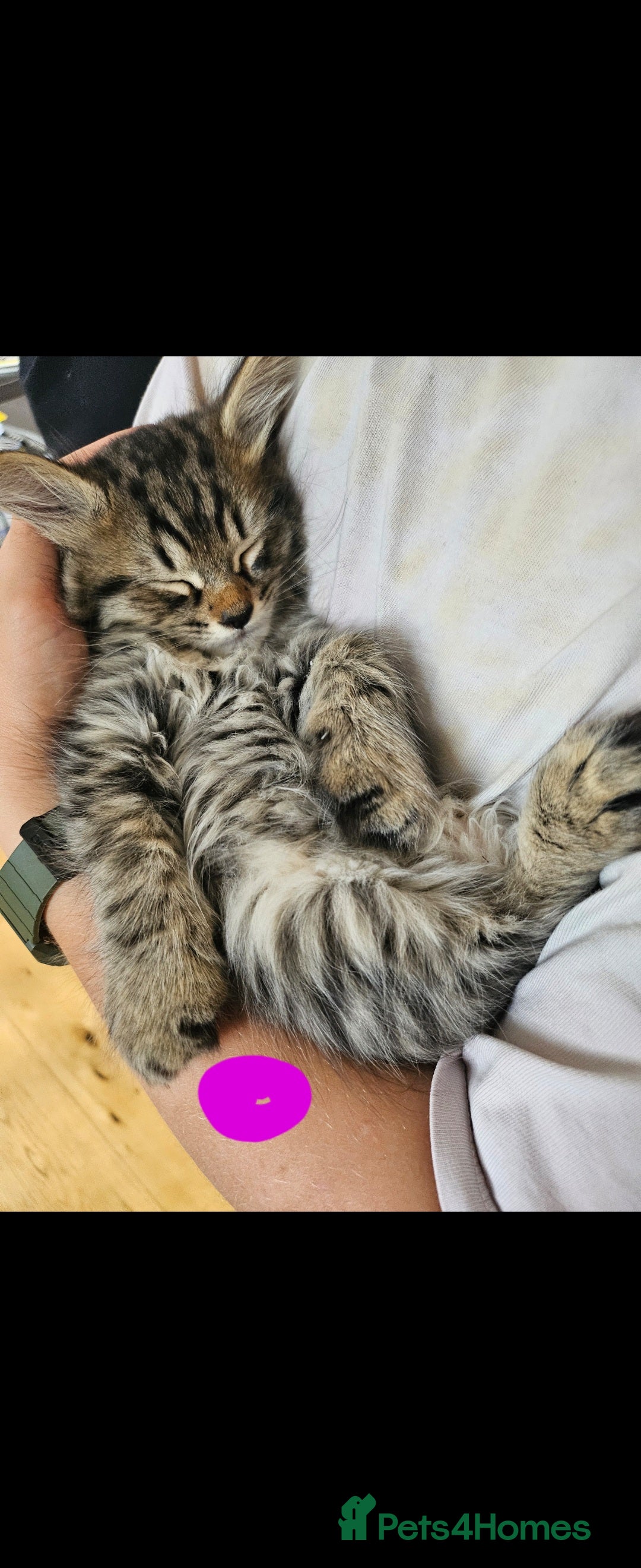 Bengal cats for sale: Elven Bengals - Image 15