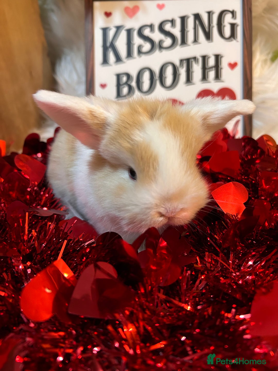 Mini Lop rabbits for sale: 🌼Mini lop Girls 🌼 - Advert 15