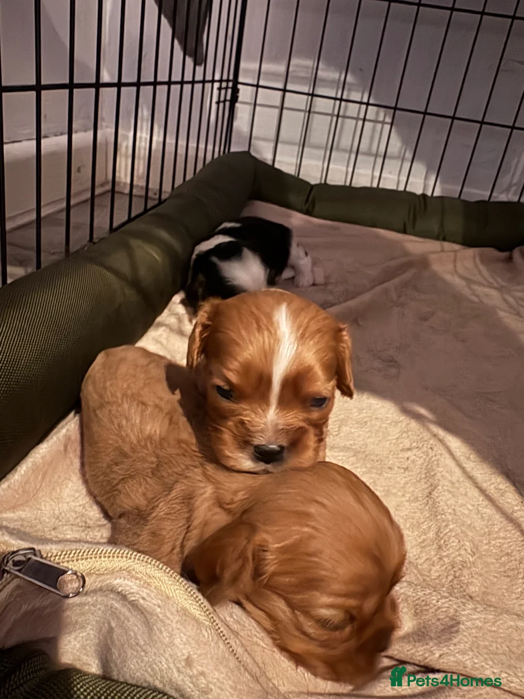 Cavalier King Charles Spaniel dogs for sale: Litter of 3 cavalier pups  in Swansea - Advert 2