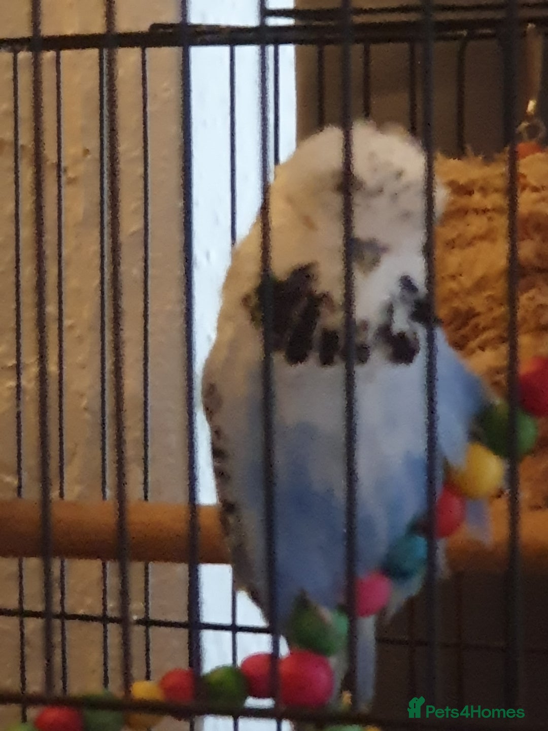Budgerigars birds for sale: Beautiful budgies looking for a new home - Image 6