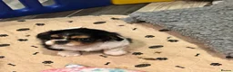 Cavalier King Charles Spaniel dogs for sale: Male and female Tri cavalier  - Advert 16