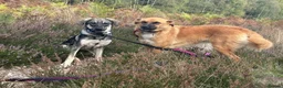 Mixed Breed dogs for adoption: Rolo - Norwich Norfolk  - Advert 18
