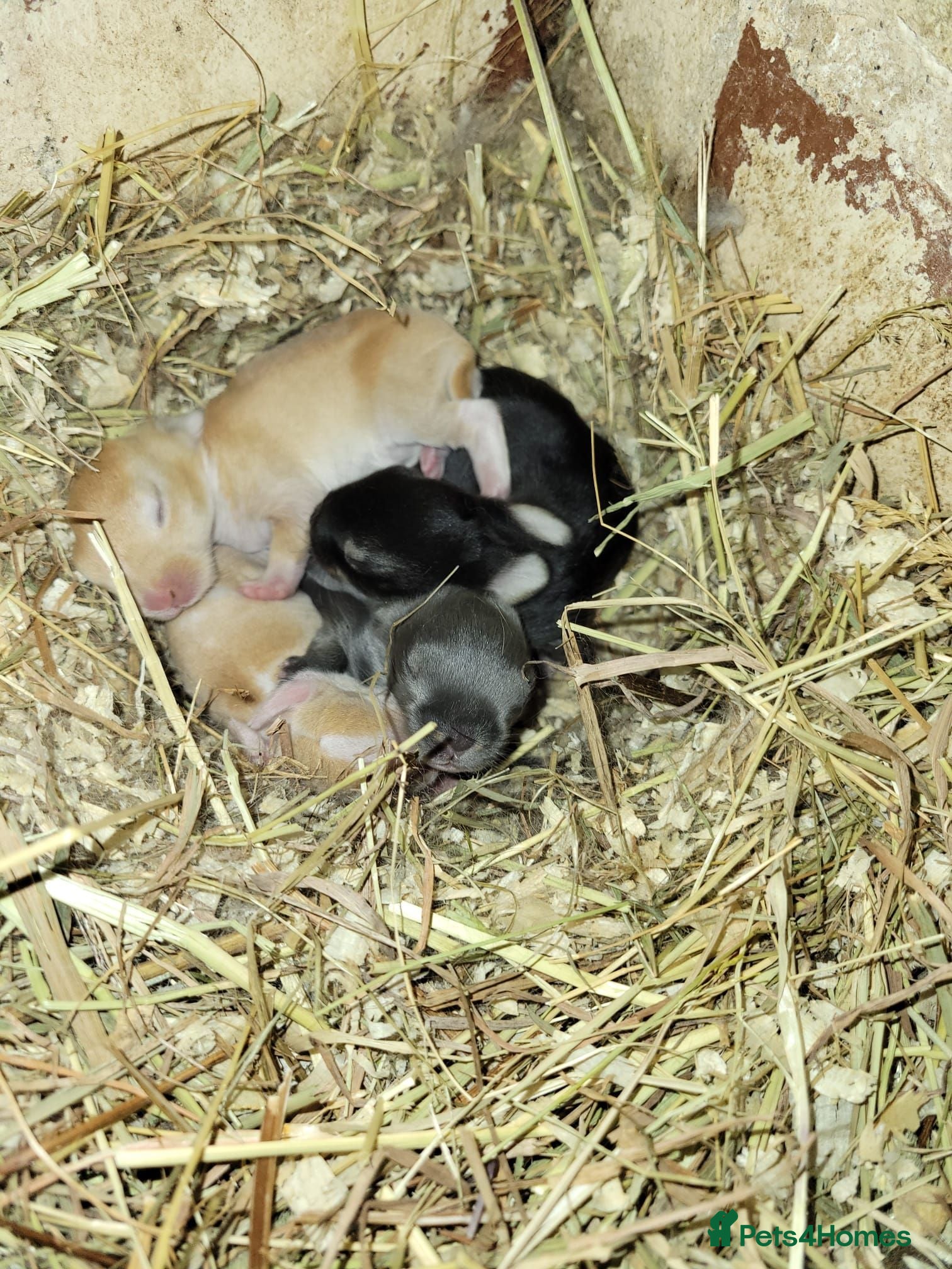 Mini Lop rabbits **2 Rabbits left 4 in 8 weeks** - Advert 11