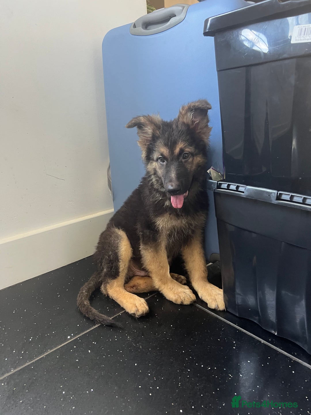 German Shepherd dogs for sale: German shepherd pups silver sable black/tan black  - Image 12