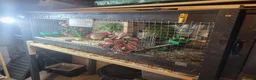 Quail poultry for sale: Quails and full set up - Advert 1