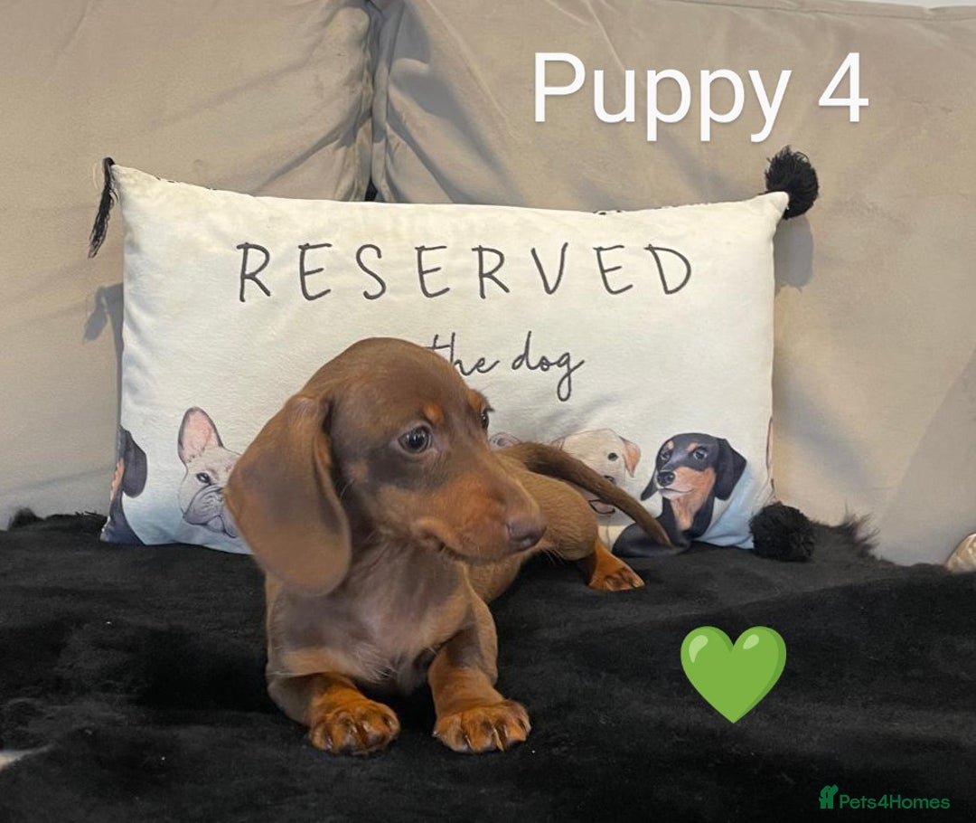 Miniature Dachshund dogs for sale: Ethically Bred Superior Health Tested Miniatures - Image 30