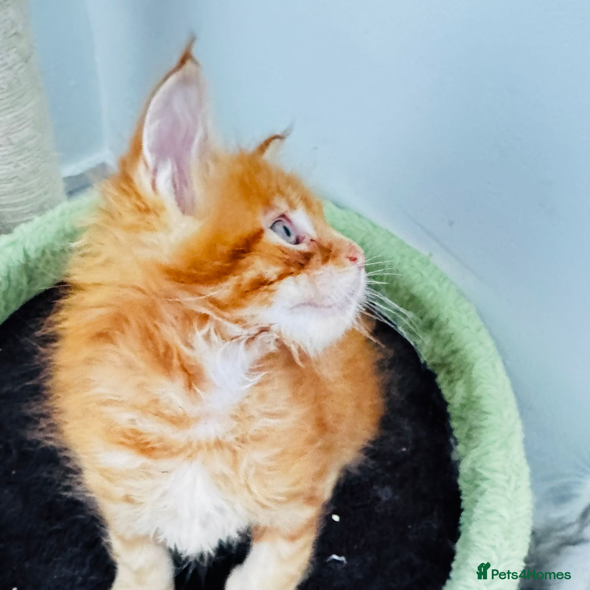 Maine Coon cats Pure breed XXL Maine Coon kittens  - Advert 5