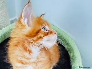 Maine Coon cats Pure breed XXL Maine Coon kittens - Advert 5