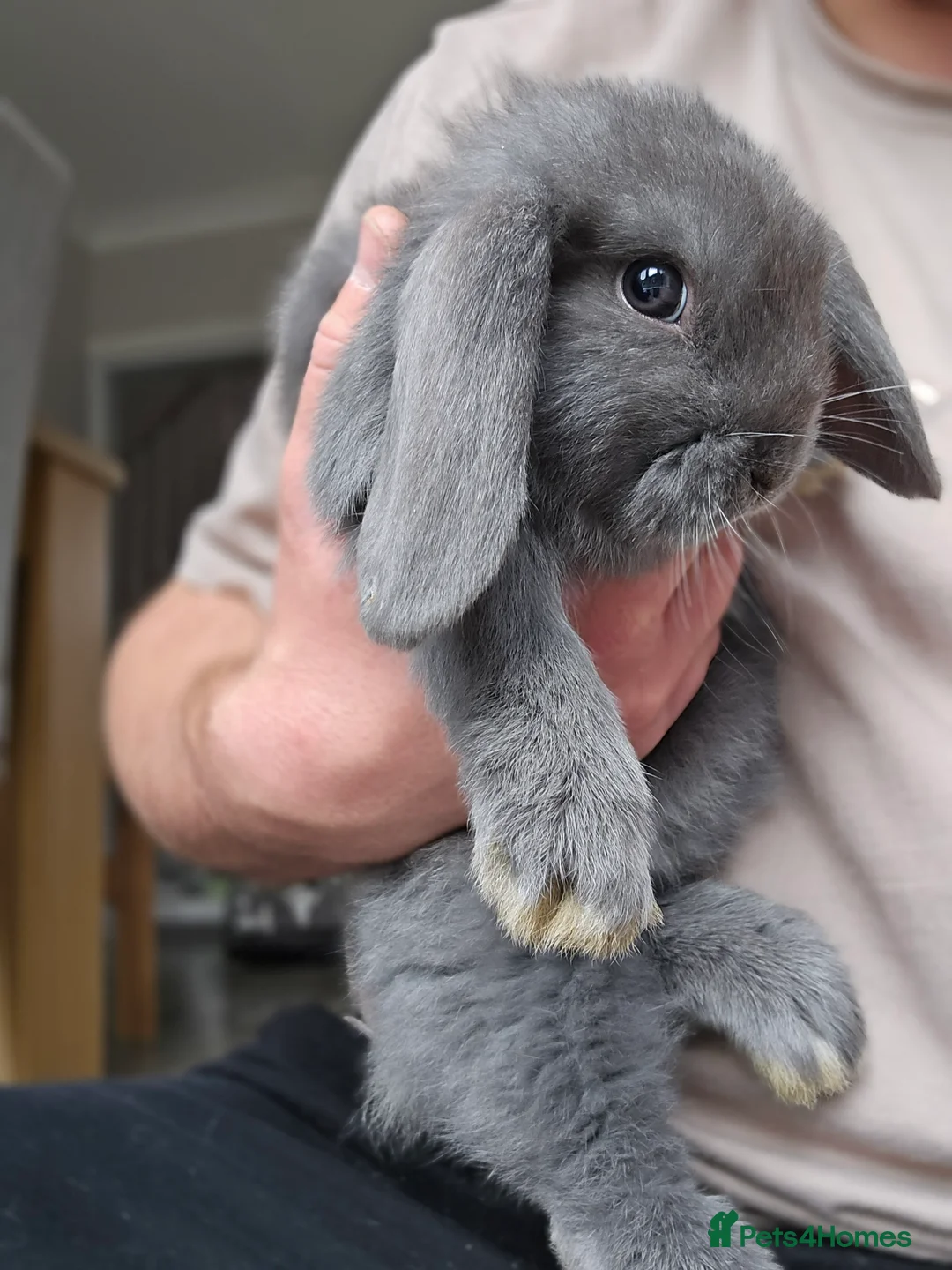 Mini Lop rabbits for sale: Mini lops  - Advert 10