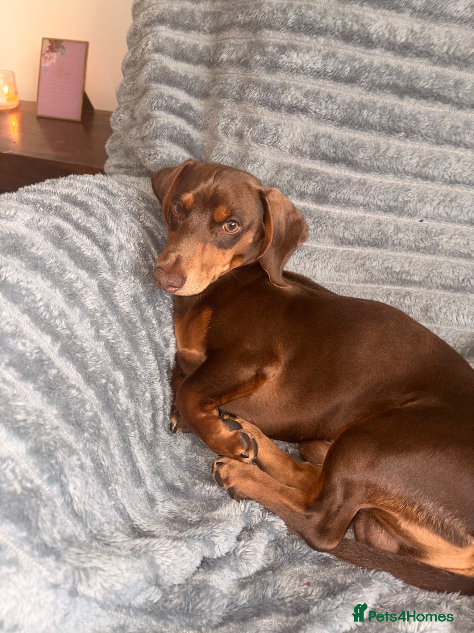 Miniature Dachshund dogs Male miniature dashaund  - Advert 6