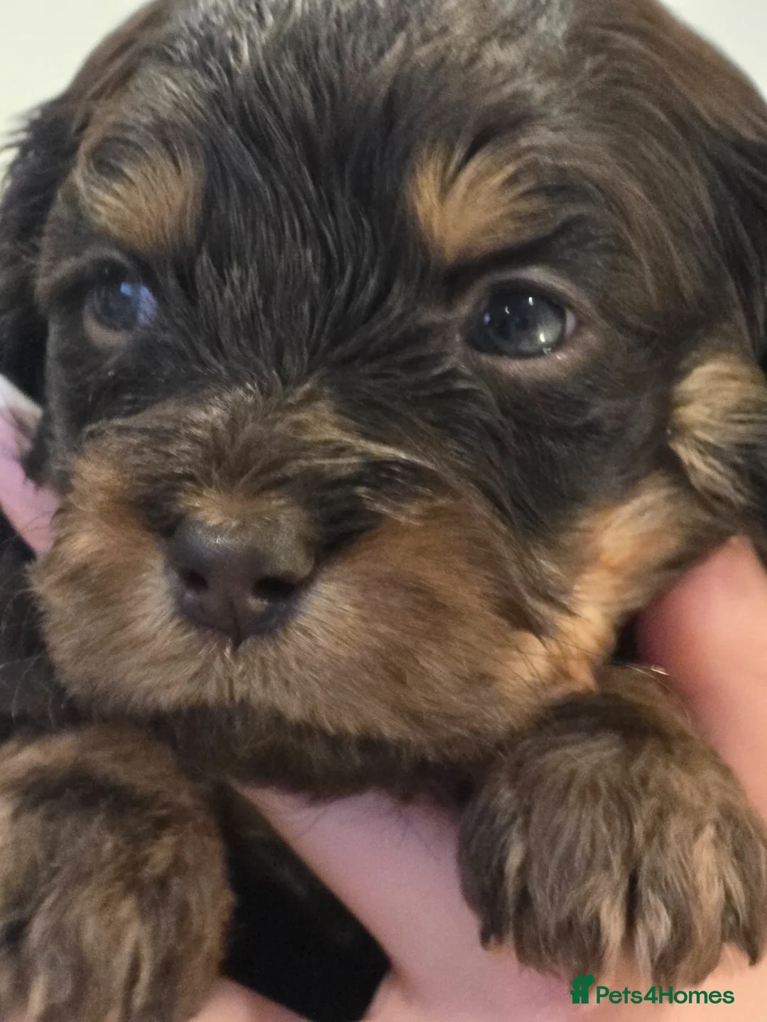 Cavapoo dogs for sale: Health tested Standard (cuddle) Cavapoos - Advert 17