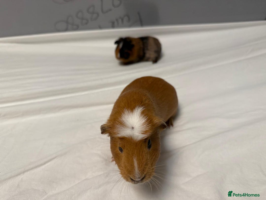 Guinea Pig rodents for sale: 2 MALES GUNEA PIGS WITH CAGE - Advert 6