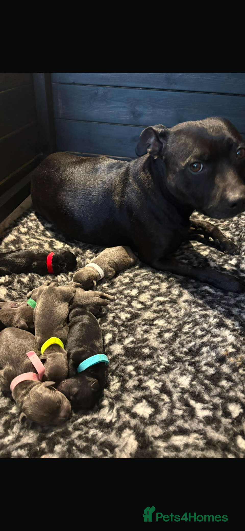 Staffordshire Bull Terrier dogs KC REG STAFFORDSHIRE BULL TERRIER PUPS are HERE   - Advert 4