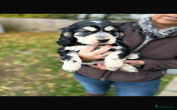 Cocker Spaniel dogs for sale: QUALITY QUALITY PURE BRED SHOW COCKER SPANIEL PUPS - Image 2