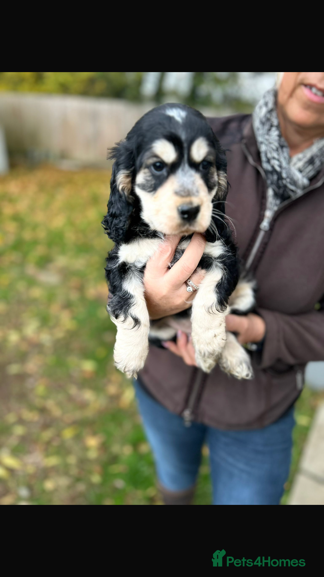 Cocker Spaniel dogs for sale: QUALITY QUALITY PURE BRED SHOW COCKER SPANIEL PUPS - Image 2