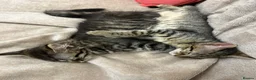 European cats for sale: Beautiful kittens 🐱 available now - Advert 7