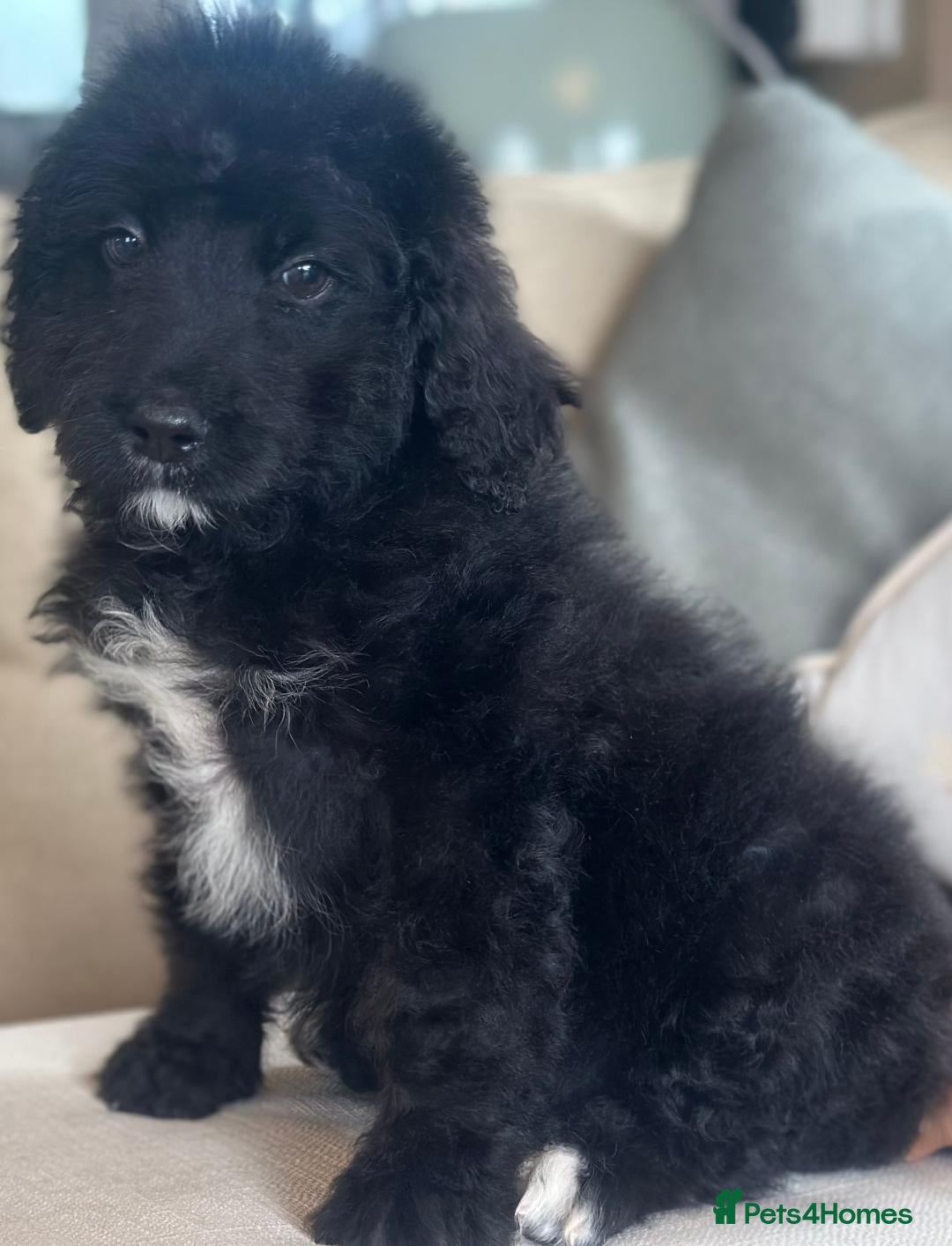 Bernedoodle dogs for sale: F1 STANDARD BERNADOODLE BOY - Image 5